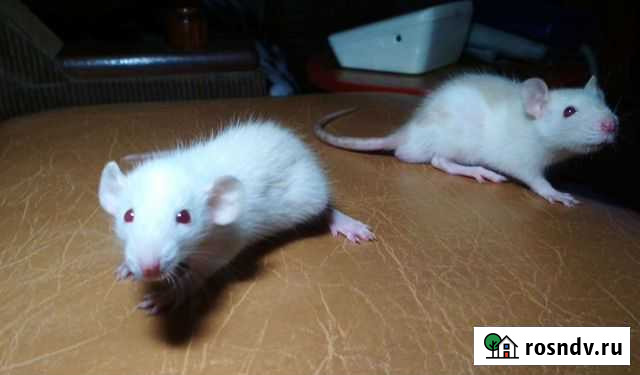 Крысята Воронеж - изображение 1