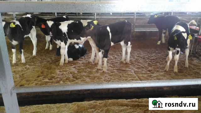 Телята от месяца Белинский - изображение 1