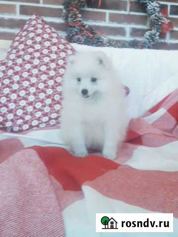 Ветеринарные услуги Майкоп Майкоп - изображение 1