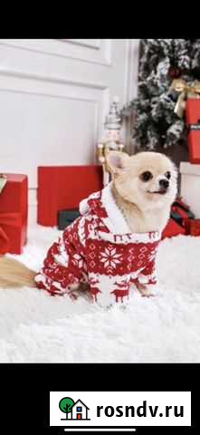 Новогодний костюм для кошки или собаки Мурино - изображение 1