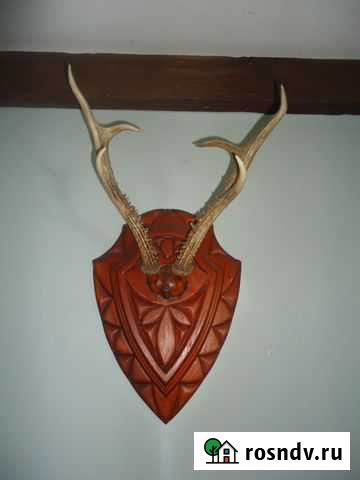 Рога Бийск - изображение 1