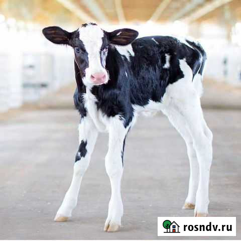 Теленок Вурнары - изображение 1