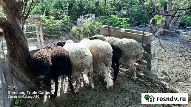 Овцы бараны ягнята Чонтаул - изображение 1