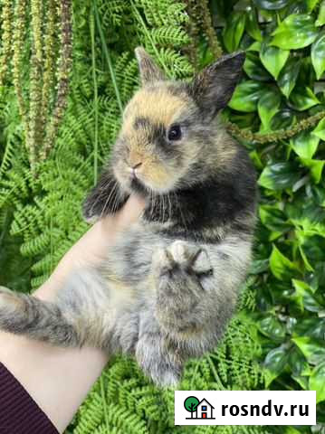 Тигренок ласковый малыш (кролик) Москва - изображение 1