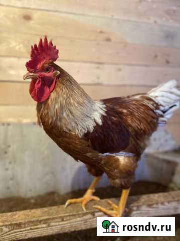 Петух Калуга - изображение 1