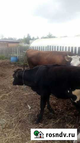 Тёлочка Великие Луки - изображение 1