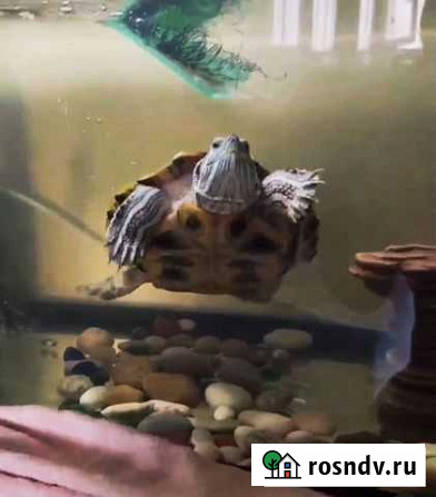 Красноухая черепаха с аквариумом Екатеринбург - изображение 1
