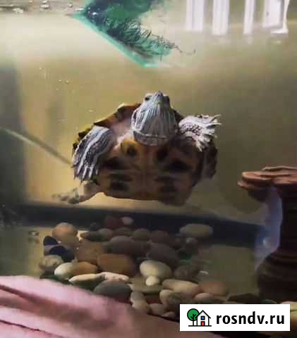 Красноухая черепаха с аквариумом Екатеринбург - изображение 1