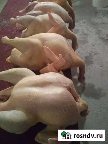 Индюшки халяль Нарткала - изображение 1