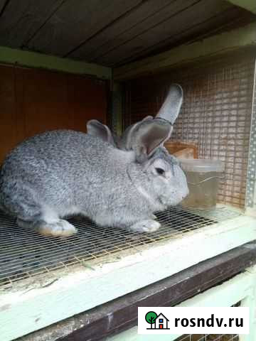 Кролики калифорнийские Анапа - изображение 1