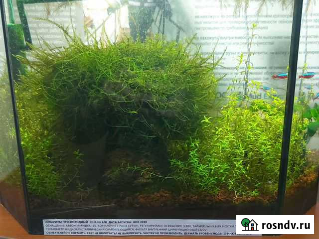 Растения для аквариума бесплатно Сургут - изображение 1