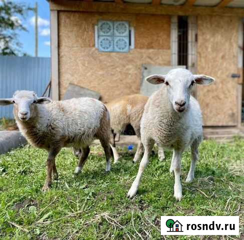 Овцы бараны Крестцы - изображение 1