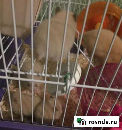 Хомяки Кстово - изображение 1