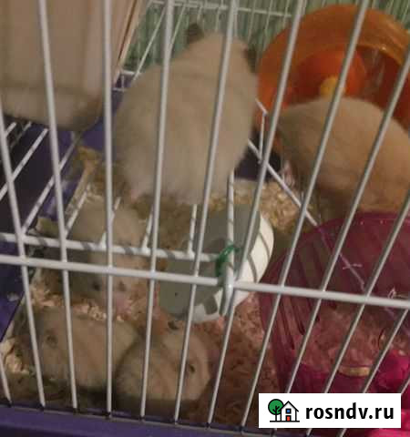 Хомяки Кстово - изображение 1