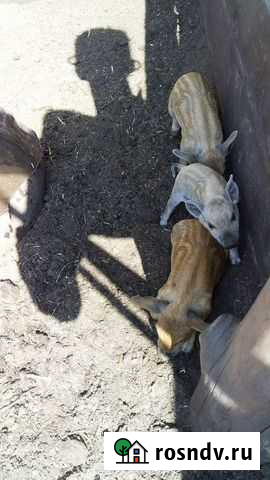 Венгерская мангалица Зима - изображение 1