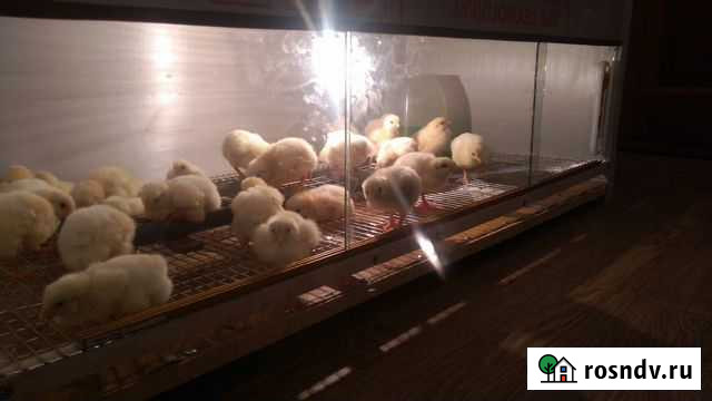 Брудер для цыплят, переполов и бройлеров Магнитогорск - изображение 1