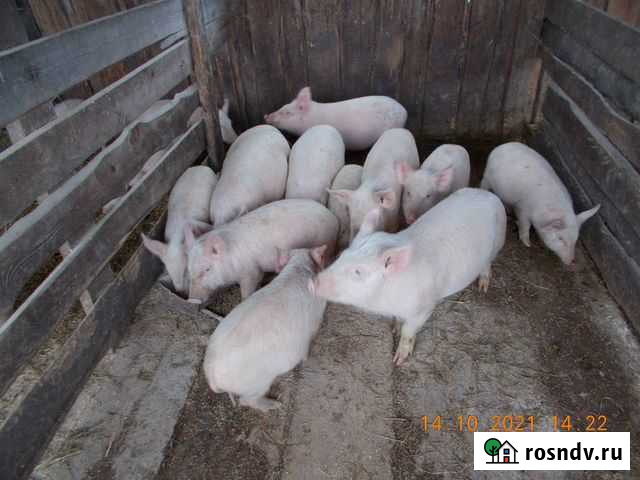 Поросята Свободный - изображение 1