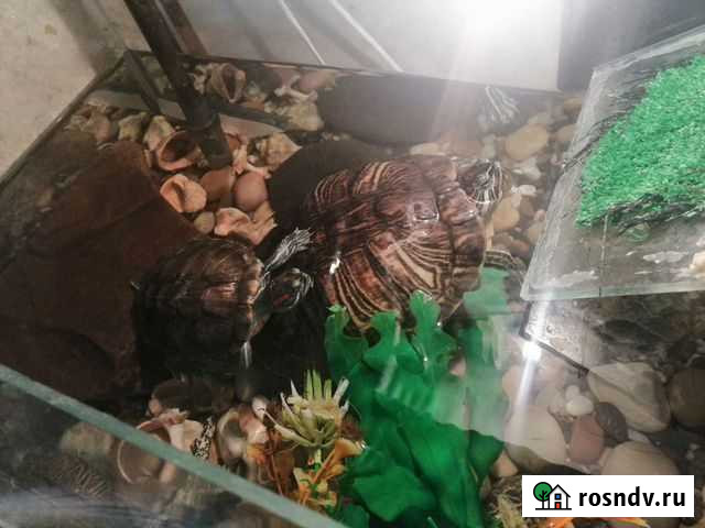 Черепашка с аквариумом Москва - изображение 1