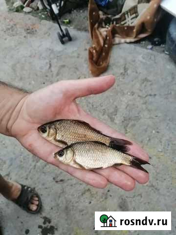 Живец Елец - изображение 1