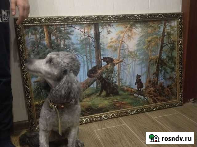 Картина утро в сосновом лесу Нягань - изображение 1