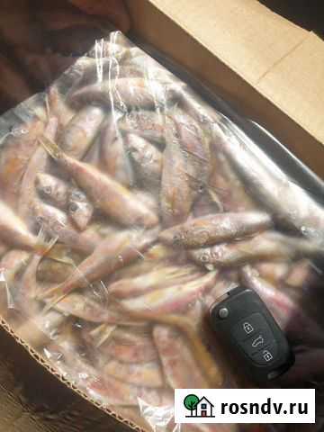 Барабулька С/М 7-12см Воронеж - изображение 1