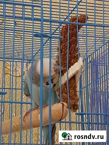 Чумиза в колосках Иваново - изображение 1