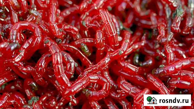 Мотыль, живец, опарыш, червь навозный Салават - изображение 1