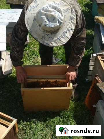 Качественные Пчелопакеты. Среднерусские Большая Мурта - изображение 1