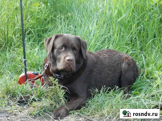 Вязка Лабрадор Шоколад Развязан Белгород - изображение 1
