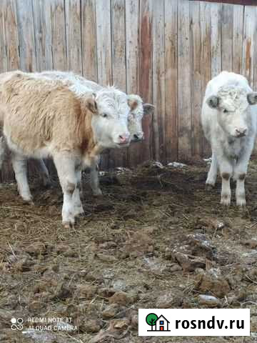 Телята Шелехов - изображение 1