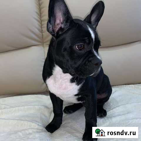 Вязка французский бульдог кабель белгород Белгород - изображение 1