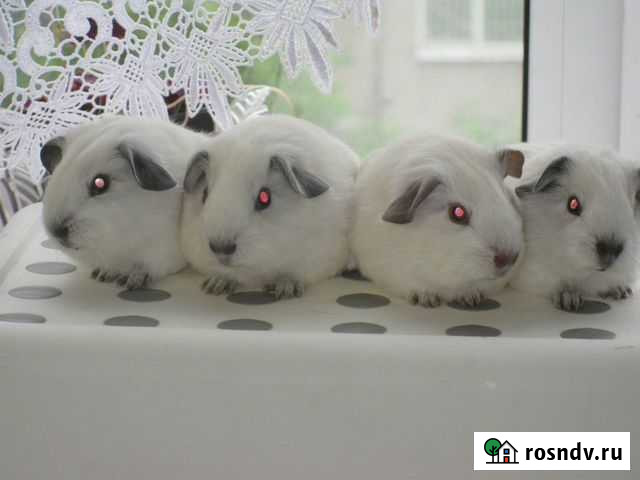 Морские свинки с поинтами Нижний Новгород - изображение 1