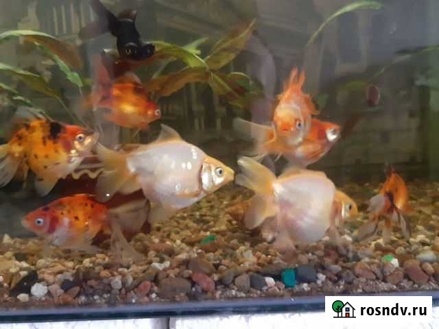 Золотые рыбки Рубцовск - изображение 1
