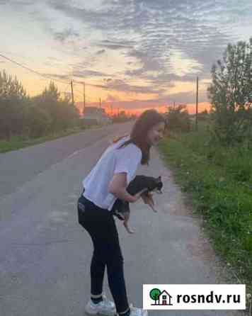 Выгул собак Санкт-Петербург