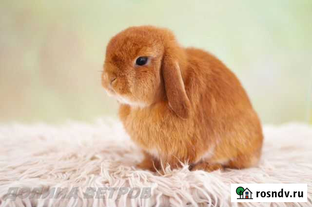Желтые и красные крольчата минилопы Москва - изображение 1