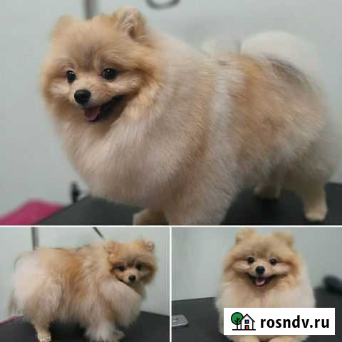 Стрижка собак и кошек Волгоград - изображение 1