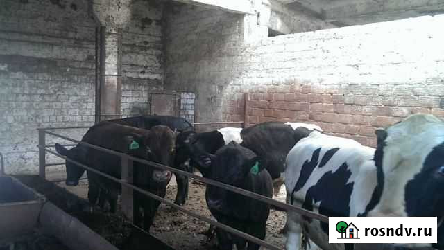 Бычки, Телята И тёлочки С доставкой Новомосковск - изображение 1