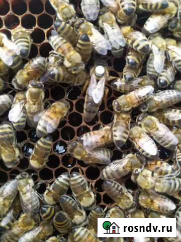 Пчелопакеты Шатки - изображение 1