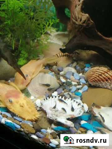 Анциструсы Березники - изображение 1