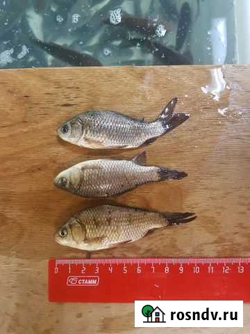 Живец карась Киров - изображение 1