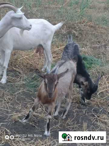 Дойные нубийские козы Краснослободск - изображение 1