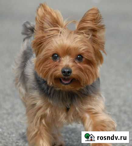 Выгул собак Петропавловск-Камчатский - изображение 1