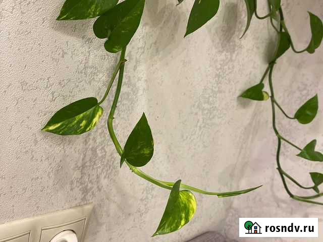 Honda CBR 150 R Химки - изображение 1