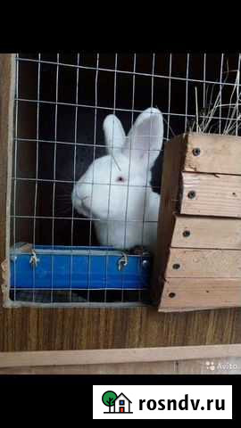 Кролики (Калифорния; Н.З.Б.) Валуйки - изображение 1