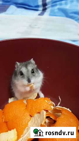 Джунгарский хомяк с клеткой Бугры - изображение 1