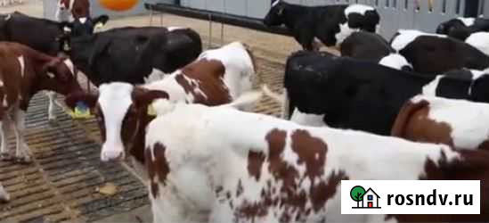 Лимузин и абердин помесь бычки телята Сальск - изображение 1