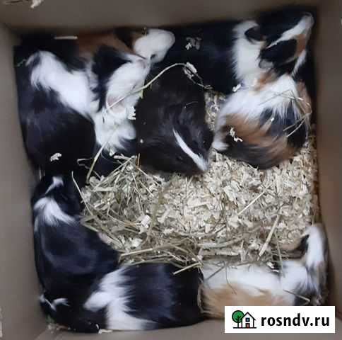 Морская свинка Мурманск - изображение 1