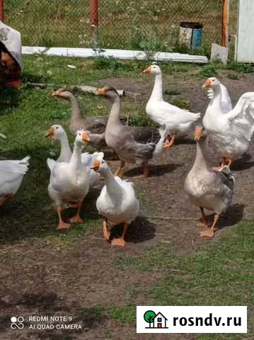 Гуси Колывань - изображение 1