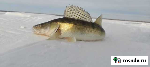 Рыбалка на обском водохранилище Верх-Ирмень - изображение 1