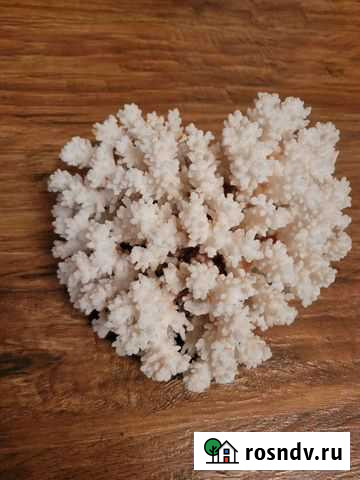 Коралл натуральный Каменск-Шахтинский - изображение 1